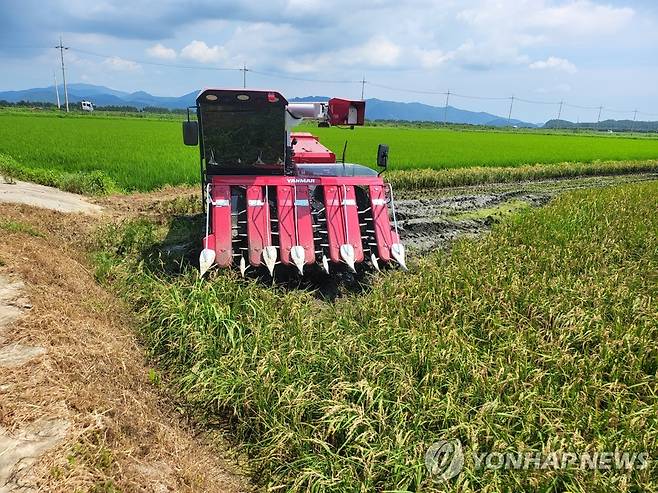 전남 강진서 노지 벼 베기 [연합뉴스 자료]