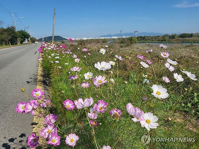 영산강 제방도로에 핀 코스모스 (광주=연합뉴스) 지난 12일 오전 광주 극락교와서창교 사이에 코스모스 꽃이 활짝 피어 가을을 알리고 있다. 2023.10.13 [광주시 제공. 재판매 및 DB 금지] areum@yna.co.kr