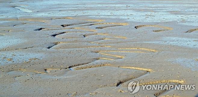 충남 태안 앞바다 갯벌 [연합뉴스 자료사진]