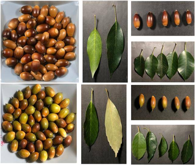 피부 재생에 효능이 확인된 붉가시나무(위)와 종가시나무 도토리 및 잎사귀. 국립산림과학원 제공