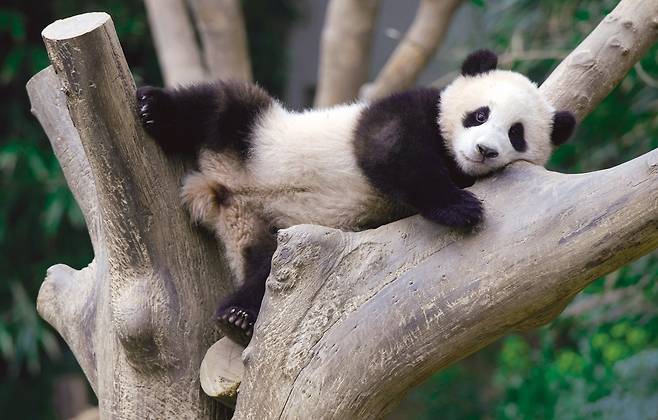 아기 판다 시절의 푸바오  [ⓒ <푸바오, 매일매일 행복해>, 시공주니어. 재판매 및 DB 금지]