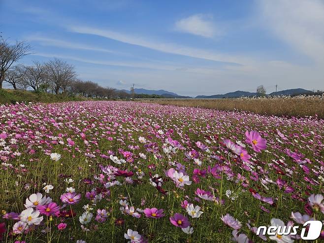 충북 진천 백곡천의 코스모스가 만개해 가을의 정취를 물씬 풍기고 있다.(진천군 제공)/뉴스1 ⓒ News1 엄기찬 기자