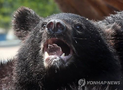 포효하는 반달곰. [연합뉴스]