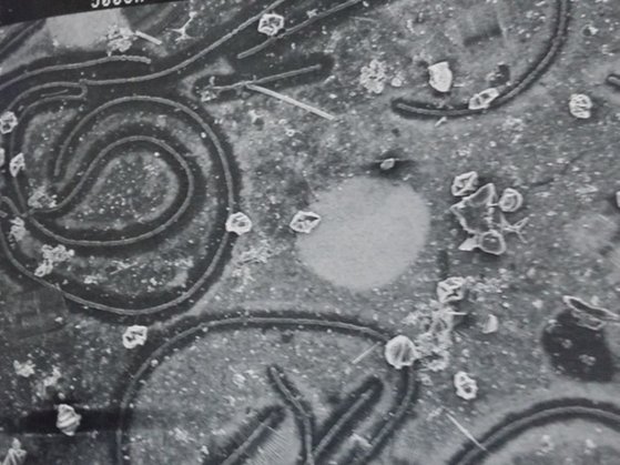 1990년 대 초 소양호에 나타난 녹조 생물(아나베나, 길게 실처럼 생긴 것)과 적조 생물(페리디니움, 다이아몬드처럼 생긴 것). 주사 전자현미경 사진이다. 강찬수 기자