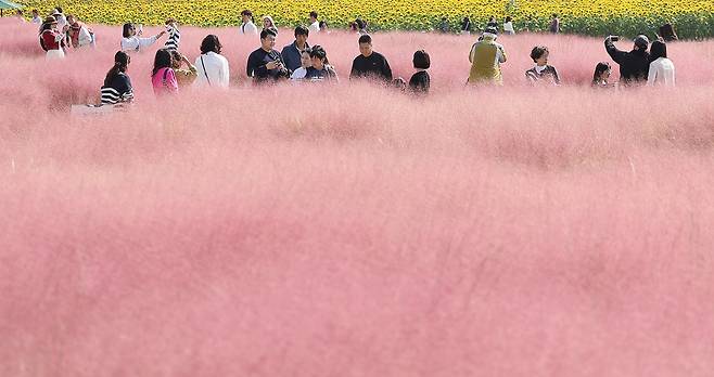 15일 경북 경주 첨성대 인근 동부사적지에 핑크뮬리가 만개했다. 연합뉴스