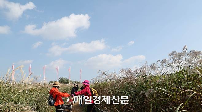 15일 오전 서울 마포구 하늘공원에서 열린 ‘2023 서울억새축제’에서 방문객들이 억새밭 사이를 거닐며 가을 정취를 만끽하고 있다. 2023.10.15.[이충우기자]