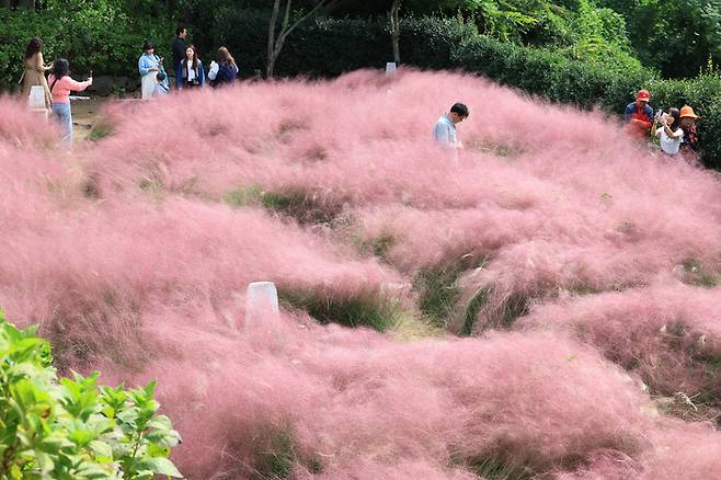 지난 8일 오전 제주 서귀포시 안덕면 덕수리 카페 마노르블랑을 찾은 관광객들이 핑크뮬리 등이 활짝 핀 정원에서 가을 정취를 만끽하고 있다. [사진 출처=연합뉴스]