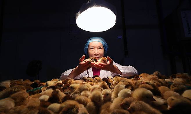 49년째 병아리 감별사로 일하는 하경미(67)씨가 전북 익산시 하림낭산부화장에서 암수를 구분 감별에 앞서 병아리를 들어 보이고 있다.