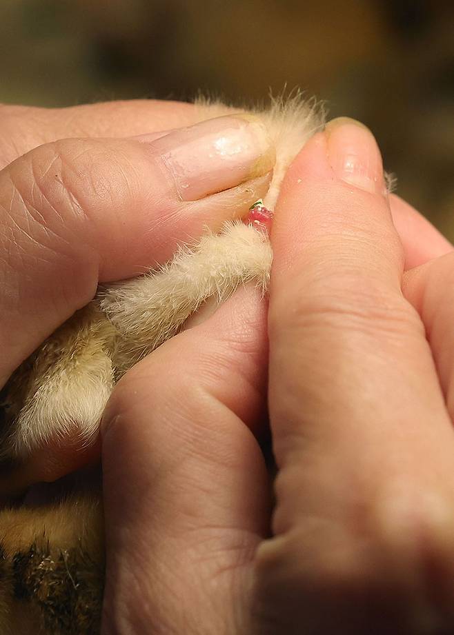 하경미 병아리 감별사가 병아리를 집어 항문을 벌리고 암수를 구분 하고 있다. 좁쌀 3분의 1만큼 작은 돌기로 암수를 구분한다.
