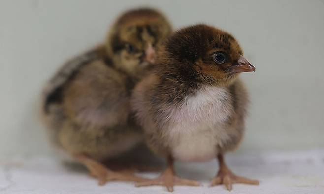 부화된 지 12시간이 안 된 토종 병아리 2마리가 암수 구분을 기다리고 있다.
