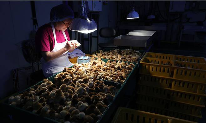 49년째 병아리 감별사로 일하는 하경미(67)씨가 전북 익산시 하림낭산부화장에서 암수를 구분 감별을 하고 있다.