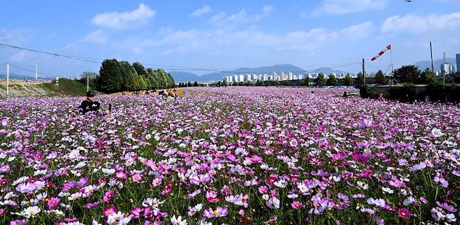 코스모스로 가득한 구리한강시민공원.(사진=구리시 제공)