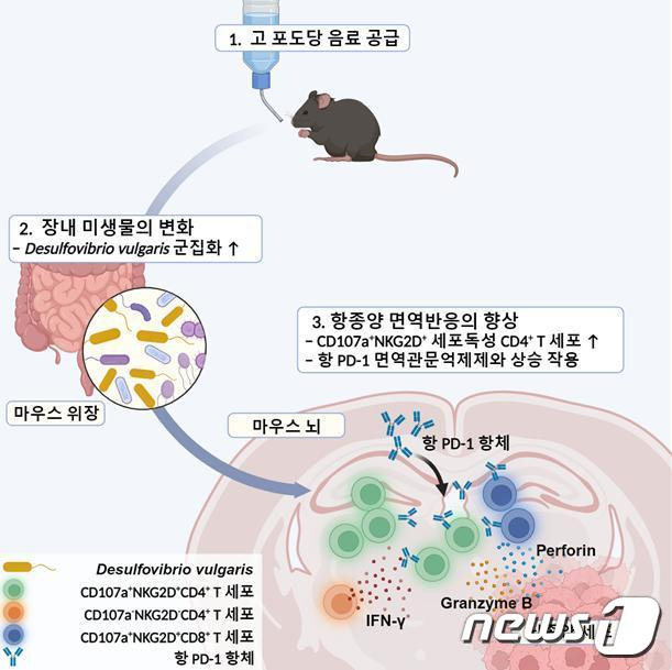 고 포도당 음료가 장내 미생물 조절을 통해 교모세포종 면역반응에 미치는 연구의 전체적 개요.(KAIST 제공)/뉴스1