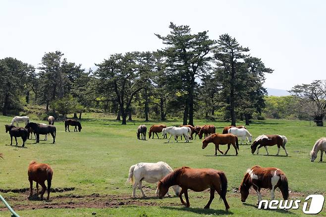 제주 5·16도로에 위치한 마방목지에서 천연기념물 347호 제주마들이 한가롭게 봄볕을 즐기고 있다..2022.4.20/뉴스1 ⓒ News1 고동명 기자