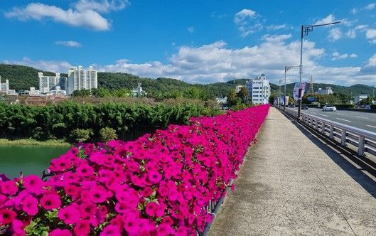 울산의 한 교량에 꾸며진 꽃길.