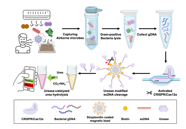 공기 중 병원성 박테리아 현장 진단 플랫폼 모식도. 한국생명공학연구원