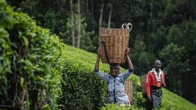 CGTN: Diffusion of tea and its culture along the Silk Road (PRNewsfoto/CGTN)