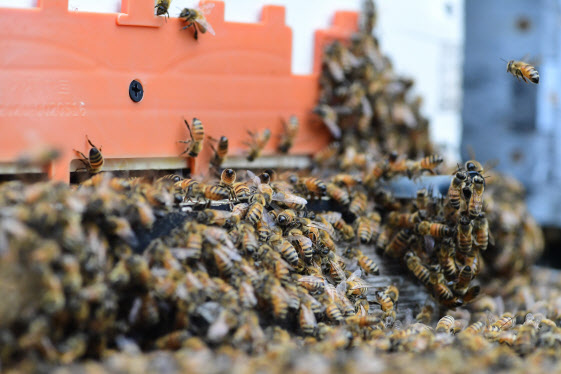 지난 5월 경남 남해군 서면 인근 산기슭에 놓여진 벌통 주위로 꿀벌들이 분주히 움직이고 있다.(사진=뉴시스)