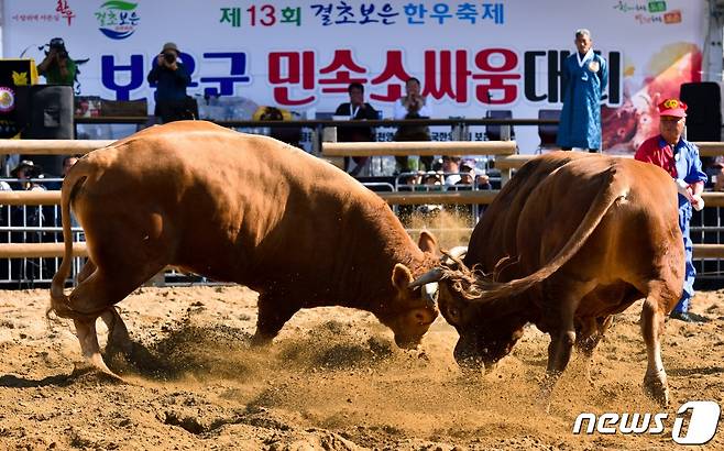 충북 보은에서 열린 13회  전국민속소힘겨루기대회 장면. (보은군 제공) /뉴스1