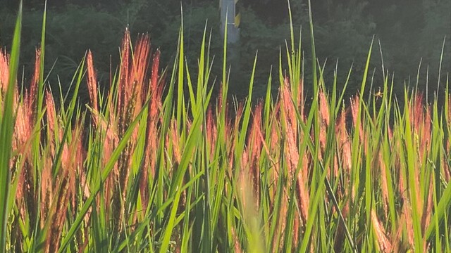 전남 장흥군 용산면 한창본씨의 논에서 재배되는 적토미는 육종벼와 달리 초기엔 벼 색깔이 붉다. 한창본씨 제공