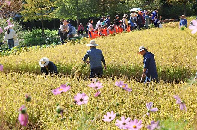 17일 서울 은평구 향림도시농업체험원에서 열린 제8회 '향림 벼 베는 날 논두렁 축제'에 참가한 시민들이 벼 베기 체험을 하고 있다. 이충우 기자