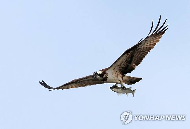 물고기 사냥한 물수리  강원 강릉의 한 호수에서 맹금류 물수리가 커다란 물고기를 사냥한 뒤 날아가고 있다. 
[연합뉴스 자료사진]