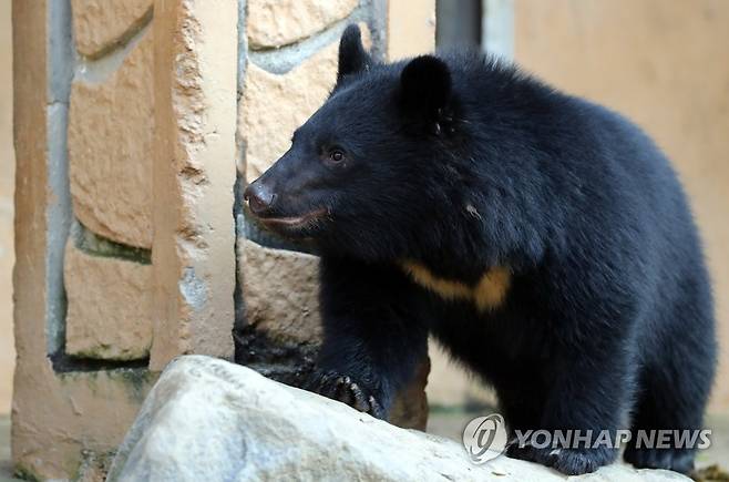 2021년 10월 웅담 농장서 구출된 새끼 반달곰  경기도 여주의 한 웅담(곰 쓸개) 농장에서 구출된 새끼 반달가슴곰이 청주동물원에서 여유로운 오후를 보내고 있다. 새끼 곰은 2024년 전남 구례의 반달가슴곰 보호구역이 완공되면 이곳으로 옮겨져 야생 적응훈련을 받게 된다. [연합뉴스 자료사진]