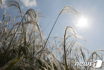 완연한 가을 날씨를 보인 11일 오후 경기 수원시 팔달구 화서공원에 억새가 만개해 있다. 2023.10.11/뉴스1 ⓒ News1 김영운 기자