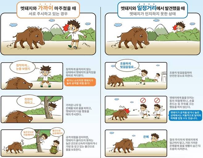 멧돼지 발견시 상황별 행동요령 홍보이미지. 환경부 제공