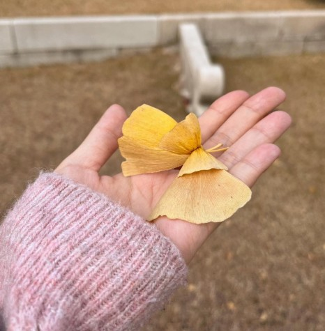 덕수궁 내부 은행 나뭇잎으로 만든 은행나비 / 사진 = 덕수궁 인스타그램