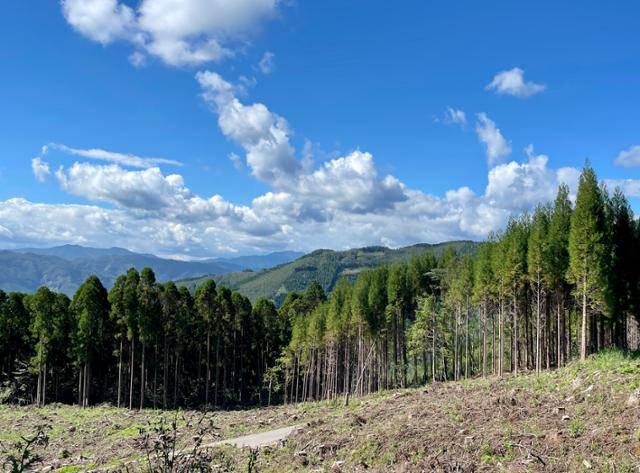 잘 닦인 임도를 이용해 조림하고, 지속적인 숲 가꾸기를 통해 높은 경제적 가치의 나무로 키워내는 일본 미야자키현 목재 생산 현장. 한국은 민둥산을 푸르게 바꾸는 데 성공한 녹화 성공 국가지만, 밖에서 보기와 달리 쓸 만한 나무가 많지 않아 세계가 격찬하는 한국의 녹화는 '절반의 성공'이라는 평가가 나온다. 미야자키=정민승 기자
