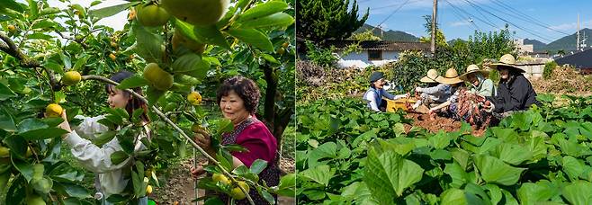 '강진에서 일주일 살기'를 하며 다양한 농촌 체험을 할 수 있다. 요즘 '한실농박(왼쪽 사진)에서는 감 따기, '힐링하우스'에서는 고구마 캐기가 한창이다.