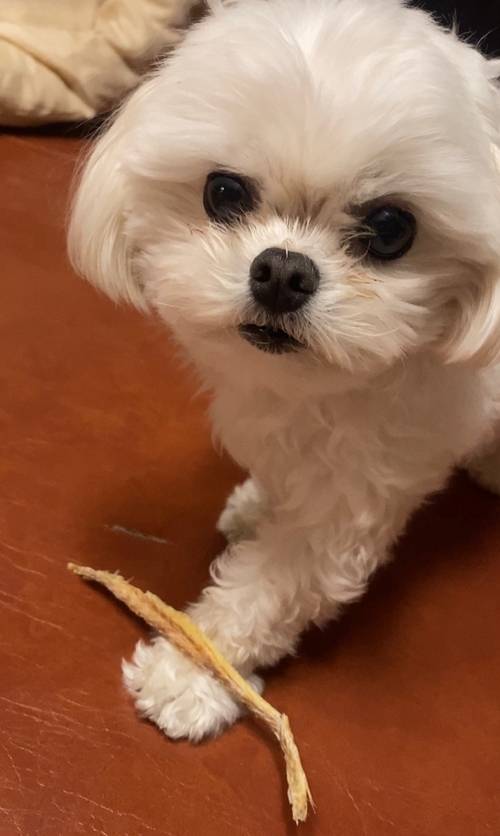 그룹 프로미스나인 멤버 이새롬의 강아지 여르미. 사진=플레디스