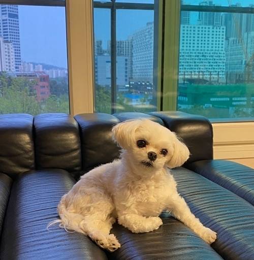 이새롬 반려동물 여르미. 사진=플레디스