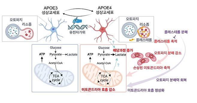 알츠하이머 치매 원인 인자 기능변화 모식도.[DGIST 제공]