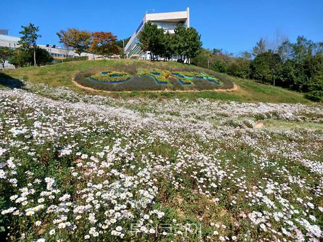 여수시 화장동에 소재한 선사유적공원 내 도시농업공간에 구절초와 메밀꽃이 활짝 피어 오가는 이들의 발길을 사로잡고 있다.