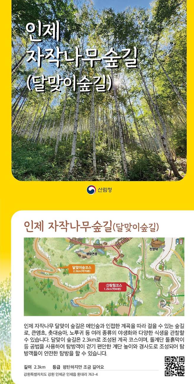 [대전=뉴시스] 인제 자작나무 숲길 홍보물.(사진=산림청 제공) *재판매 및 DB 금지