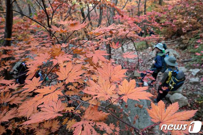 22일 서울 북한산 국립공원에 단풍이 물든 가운데 등산객들이 등산을 하고 있다. 2023.10.22/뉴스1 ⓒ News1 이승배 기자