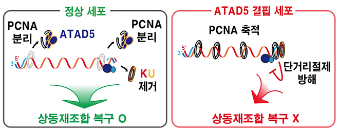 DNA 이중나선절단 부위에 남은 PCNA가 상동재조합 복구 결함을 일으키는 메커니즘