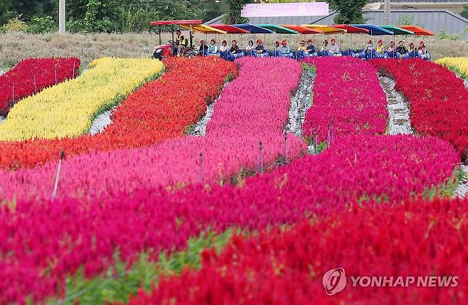 [연합뉴스 자료사진]