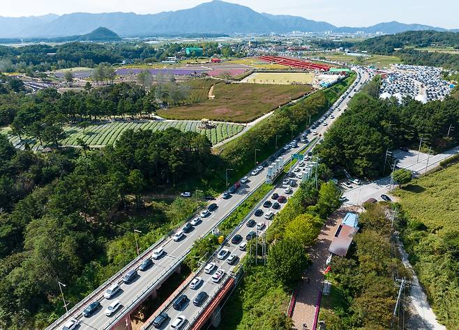 고석정 꽃밭 향하는 차량 행렬 [철원군 제공. 재판매 및 DB 금지]