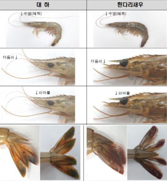 [사진=식품의약품안전처 제공]