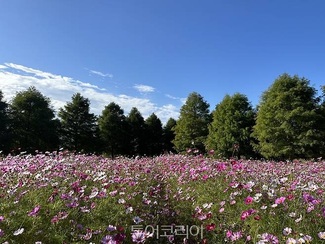 생태습지 코스모스존