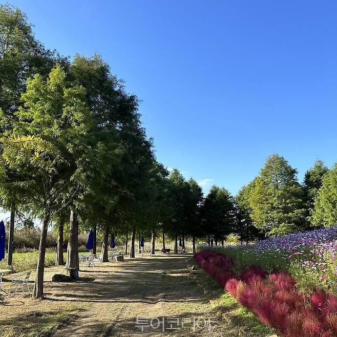 생태습지 낙우송길