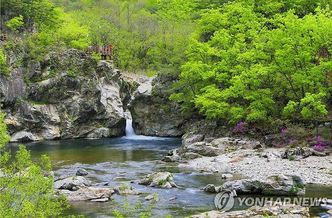 양구 두타연 폭포 [양구군 제공. 재판매 및 DB 금지]