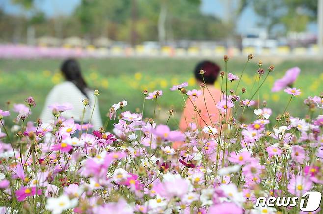 24일 전남 화순군 도곡면 일원에서 열리고 있는 2023 화순 고인돌 가을꽃축제 현장을 찾은 관람객들이 형형색색의 꽃들을 감상하고 있다. 2023.10.24/뉴스1 ⓒ News1 박지현 수습기자