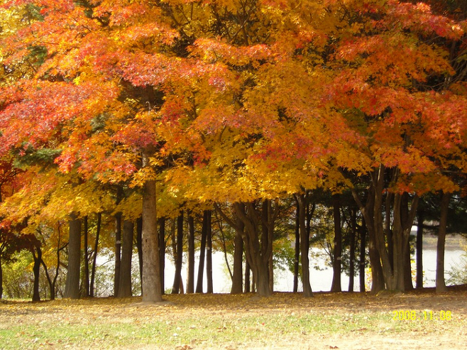 단풍이 드는 나무와 숲 길 / 사진 = Flickr