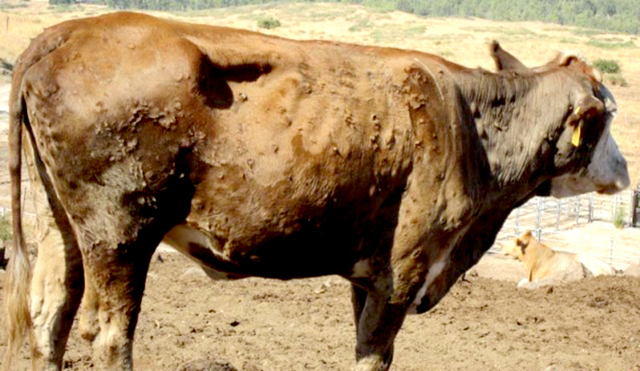 럼피스킨병에 걸린 소. 세계동물보호기구(WOAH)