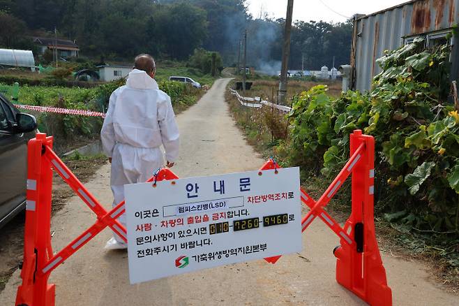 25일 인천시 강화군의 한 축산농가 입구를 방역 당국 관계자가 통제하고 있다. 이 농가는 지난 24일 소 바이러스성 질병인 ‘럼피스킨병’ 확진 판정을 받았다. (사진=연합뉴스)