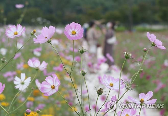 태화강 국가정원에 핀 가을 코스모스 [연합뉴스 자료사진]